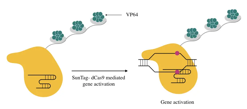 SunTag-dCAS9 mediated gene activation.