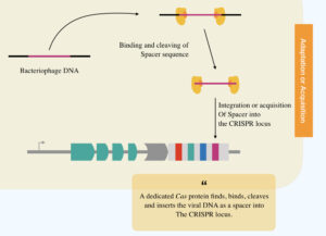 How Does The CRISPR-Mediated Adaptive Immune System Work In Bacteria ...