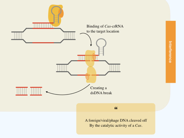 How Does The CRISPR-Mediated Adaptive Immune System Work In Bacteria ...