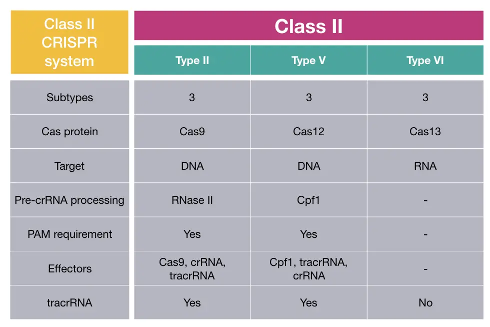 Class II CRISPR system in bacteria.