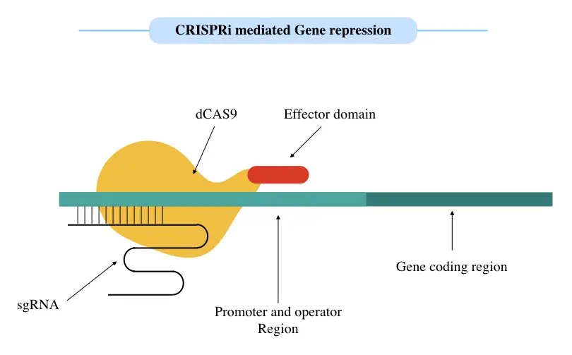 A general scheme of CRISPR interference process.