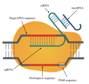 Importance of PAM Sequence (Protospacer Adjacent Motif) in CRISPR ...
