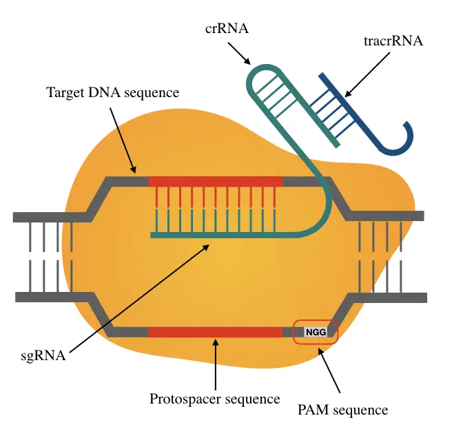 Importance of PAM Sequence (Protospacer Adjacent Motif) in CRISPR ...