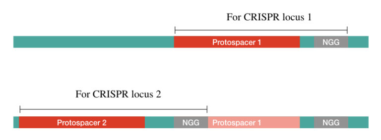 Importance of PAM Sequence (Protospacer Adjacent Motif) in CRISPR ...