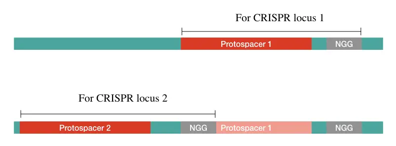 Importance of PAM Sequence (Protospacer Adjacent Motif) in CRISPR ...