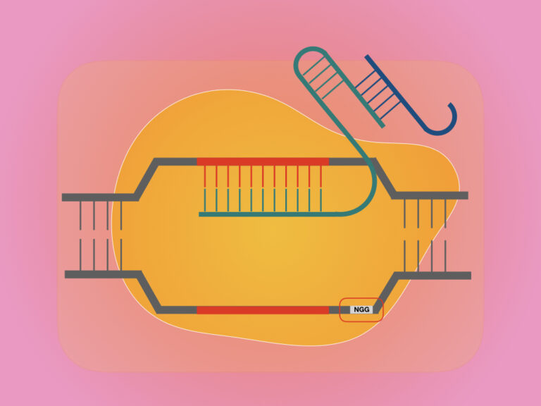 Importance of PAM Sequence (Protospacer Adjacent Motif) in CRISPR ...