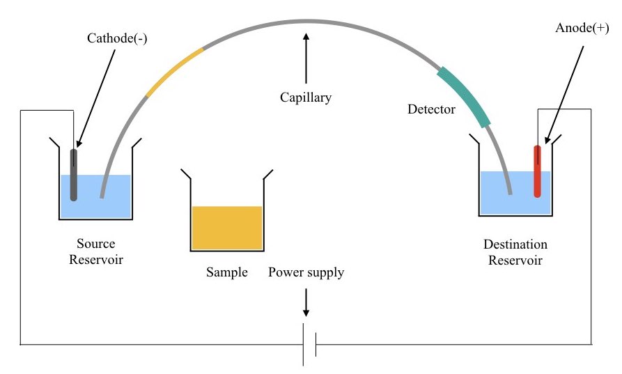 Schematic representation of capillary gel electrophoresis