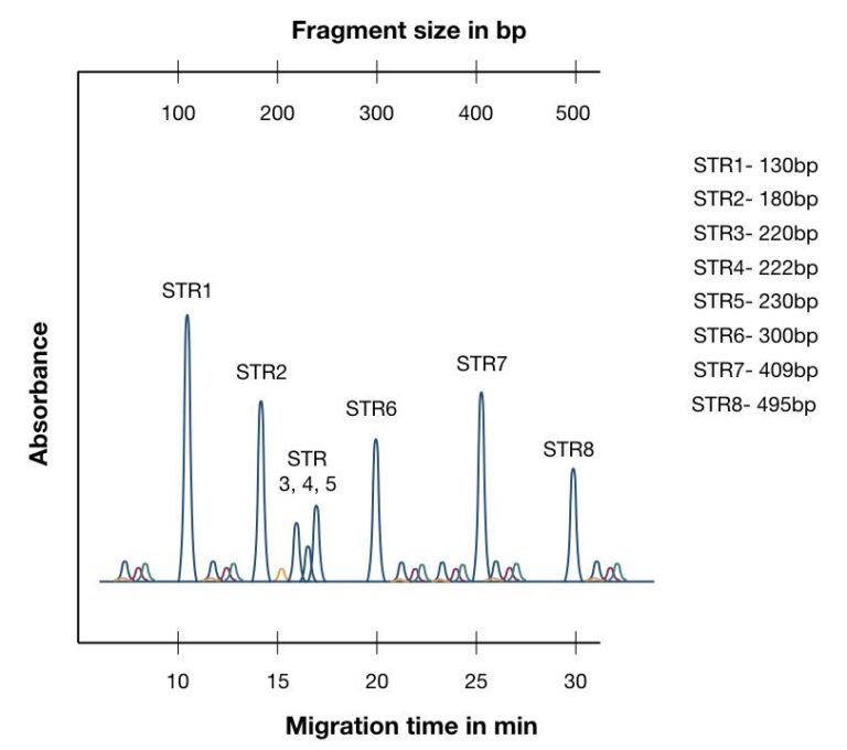 Capillary Electrophoresis Of DNA Explained Genetic Education   Capillary Electrophoresis.002 768x680 