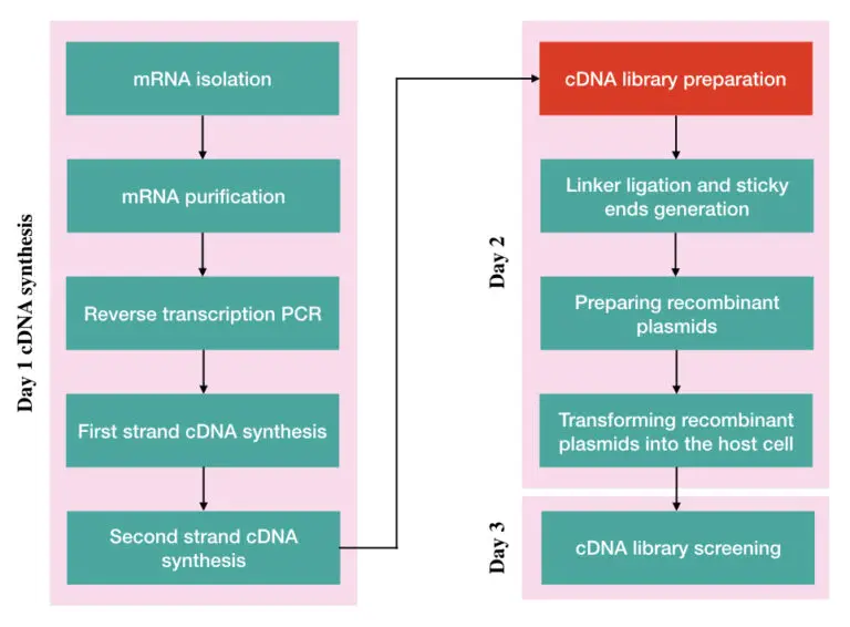 The Process Of Cdna Synthesis And Cdna Library Preparation