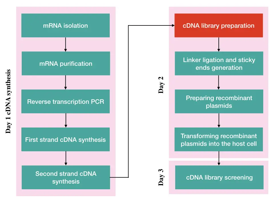 The Process of cDNA Synthesis and cDNA Library Preparation