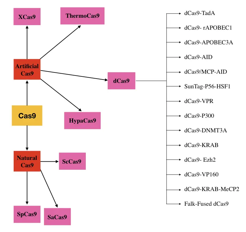 Classification of Various Cas9 proteins.
