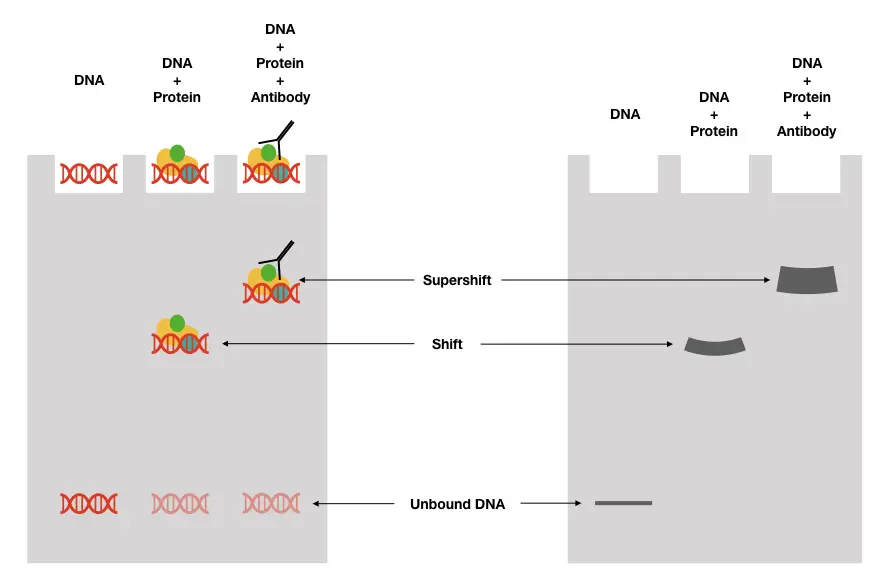 Electrophoretic mobility shift assay (EMSA) for detecting protein–nucleic  acid interactions