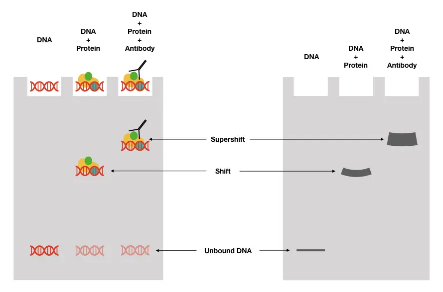 Near-Infrared Fluorescent EMSA Assays or Gel Shift Assays