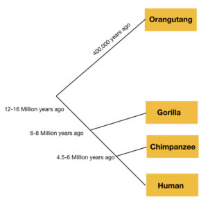 Importance Of Molecular Phylogeny – Genetic Education