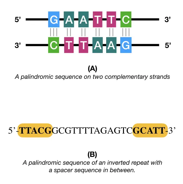 palindromic sequence with pallendrome