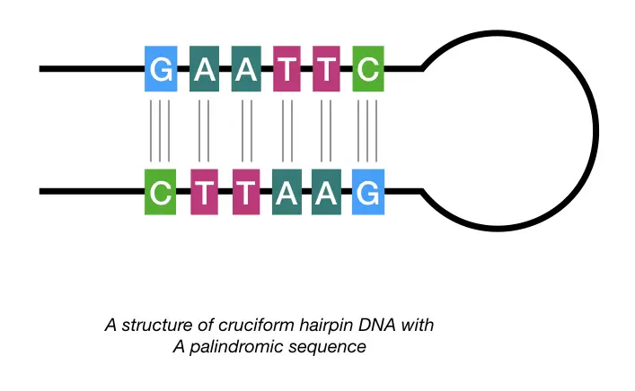 palindromic sequence recognized by restriction enzymes