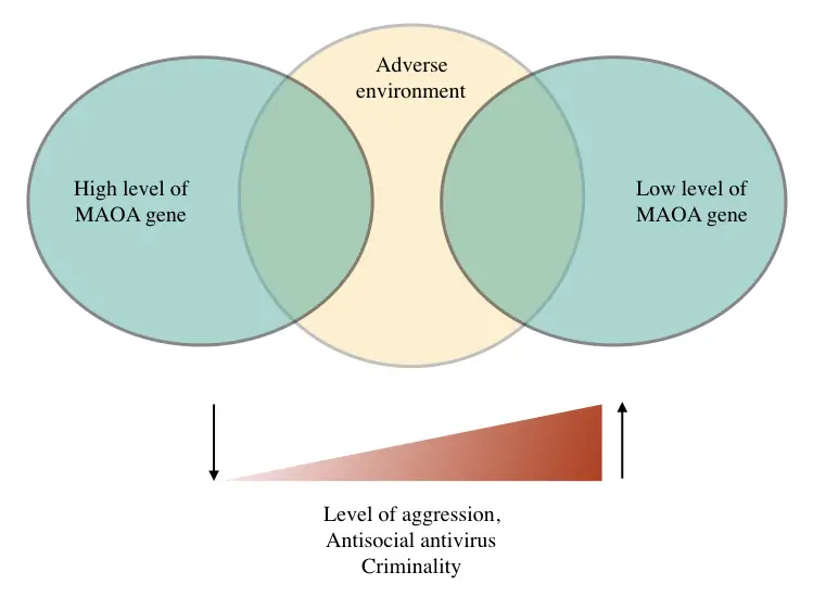 The expression of MAOA gene variant and magnitude of antisocial behaviour. 