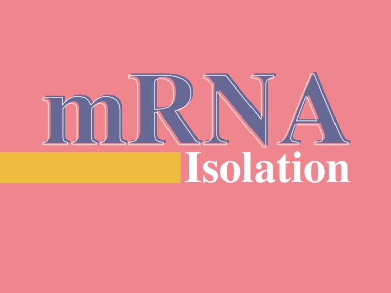 How to Isolate mRNA from Total Cellular RNA?