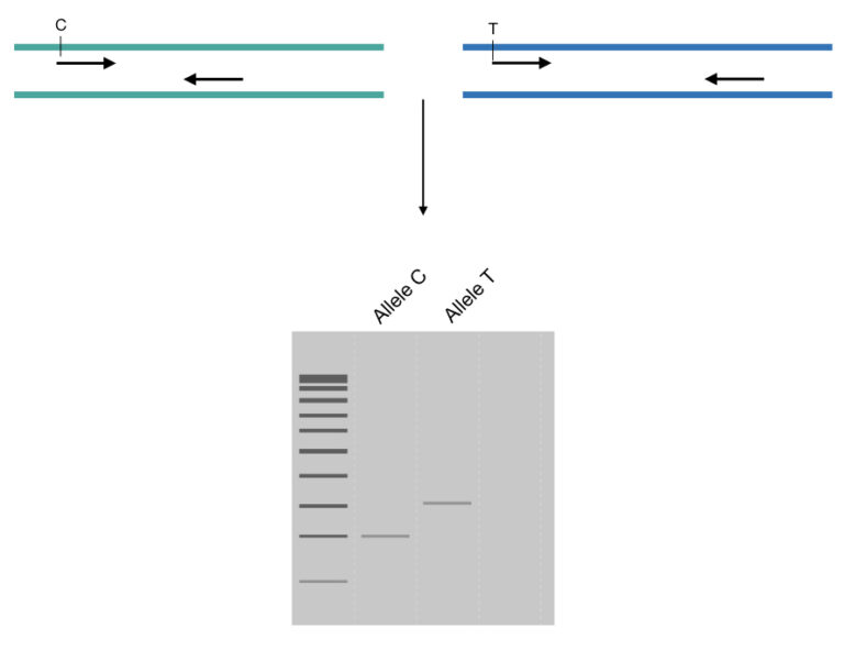 6 Optimizations to Improve the PCR Genotyping Education