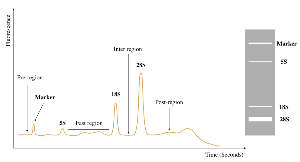 The graphical representation of the RIN graph.