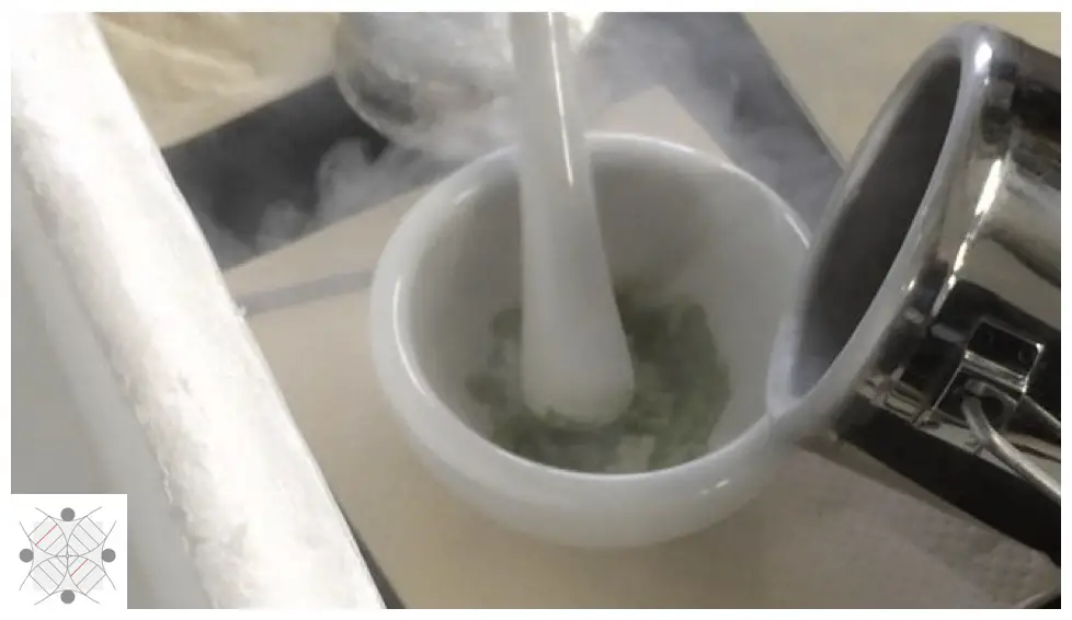 Tissue homogenization using Mortar and Pestle, and liquid nitrogen.