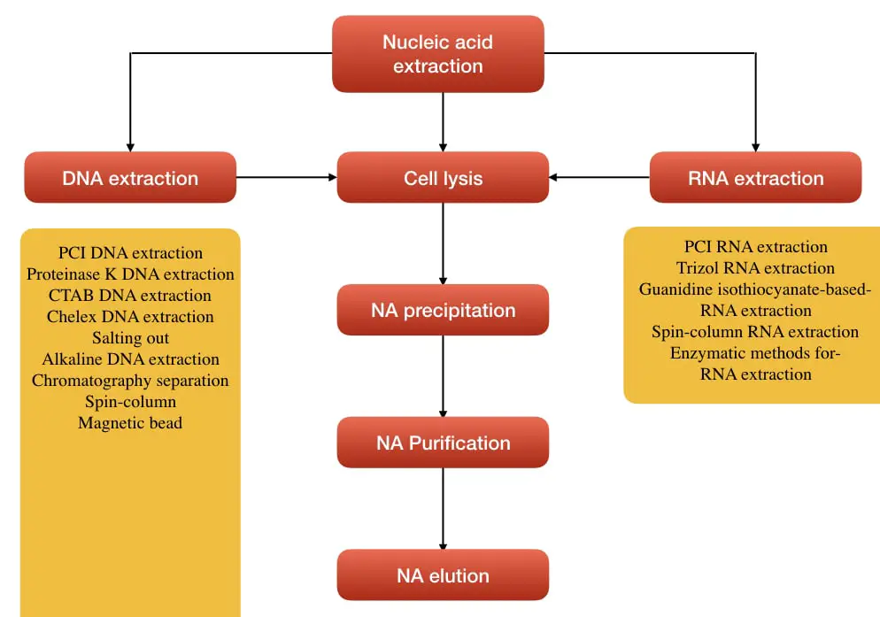 Technique and process of nucleic acid separation.