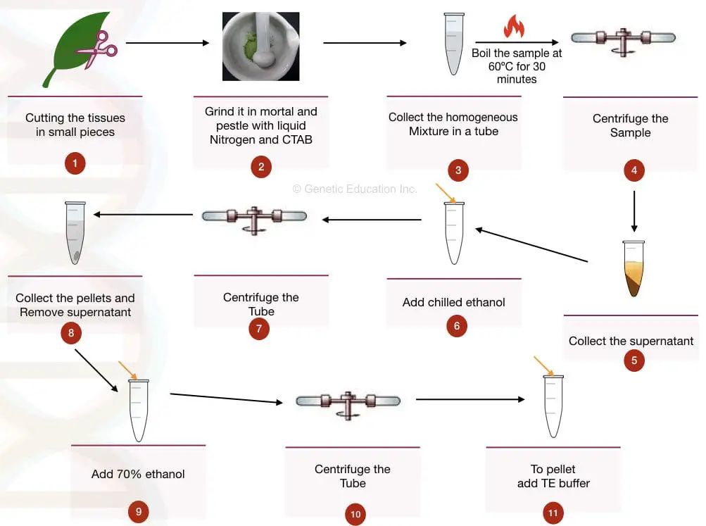 Pictorial representation of plant DNA extraction protocol
