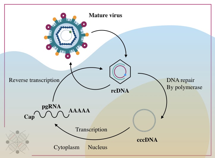 Conversion between rcDNA and cccDNA.