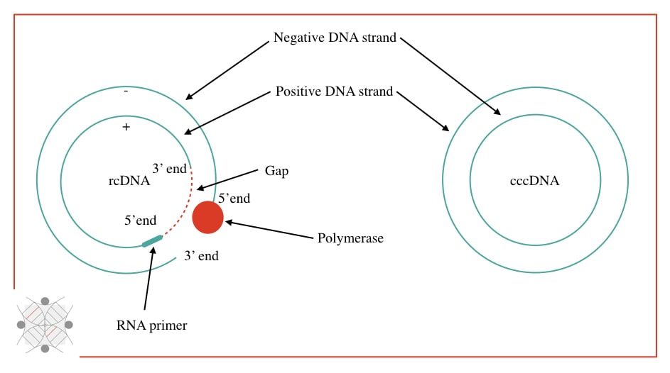 Difference between rcDNA and cccDNA