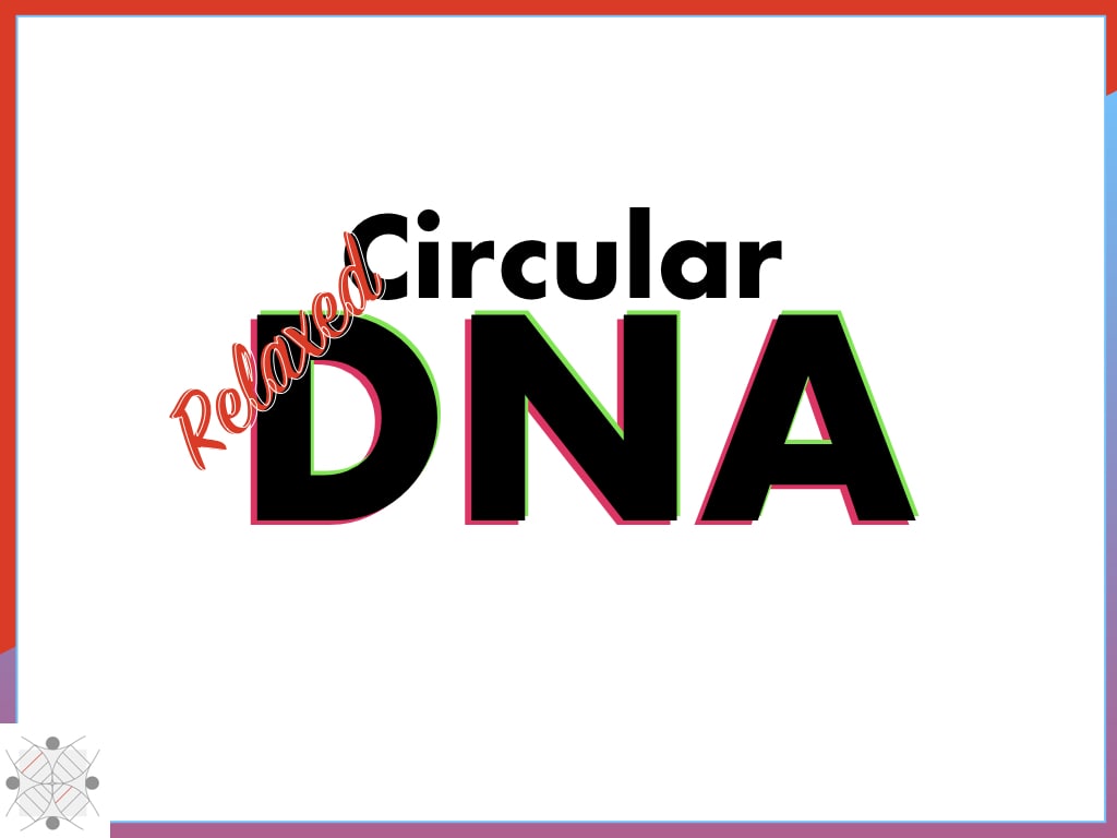 Relaxed circular DNA