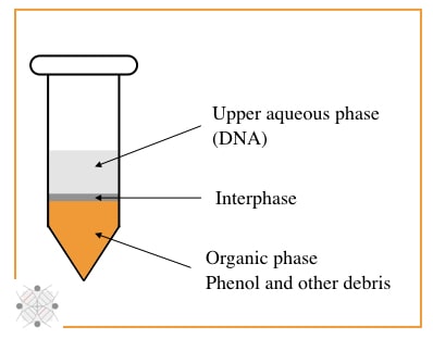 Phenol, chloroform and isoamyl alcohol DNA extraction