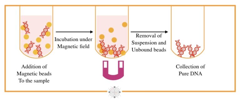 10 Different Types of DNA Extraction Methods (Updated)