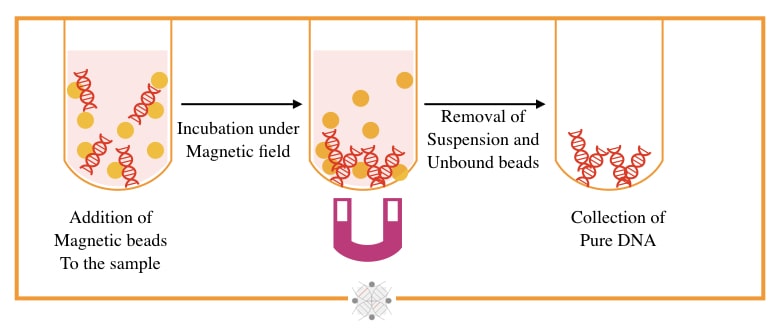 Magnetic bead based DNA extraction. 