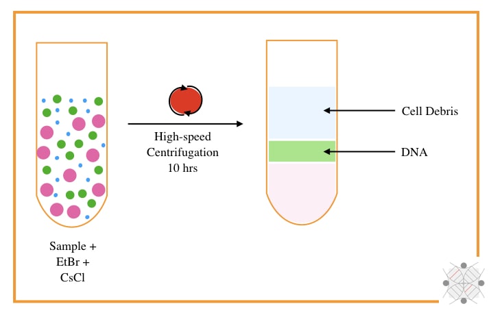 DNA extraction by CsCl density gradient centrifugation.