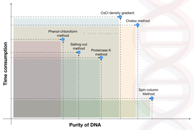 10 Different Types Of DNA Extraction Methods (Updated)