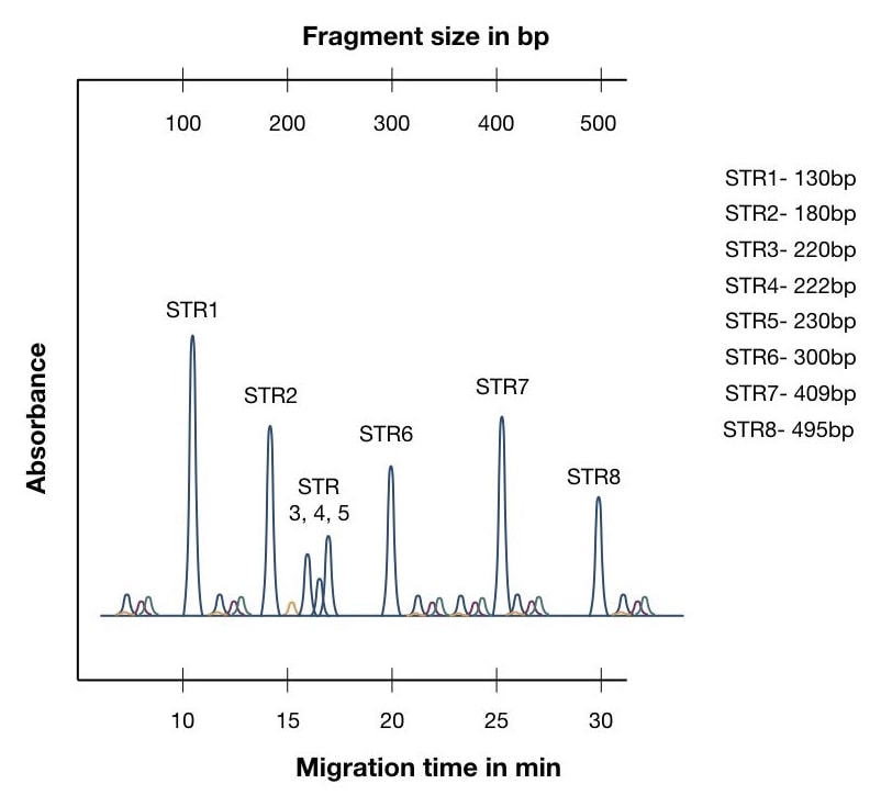 Illustration of STR results.