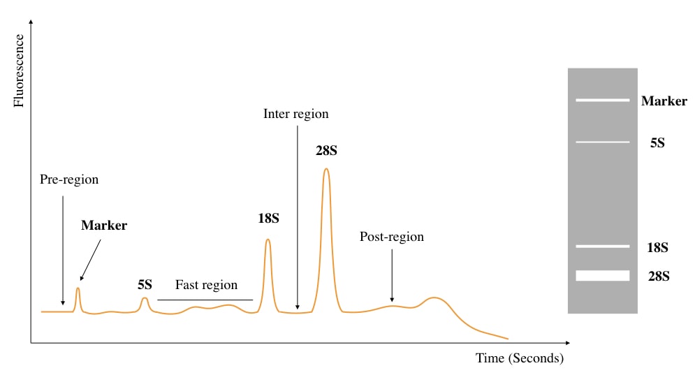 Illustration of RIN graph. 