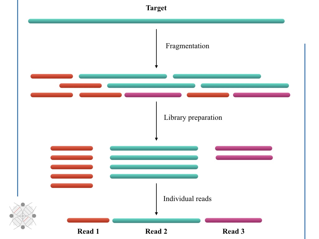 Illustration of sequencing reads.