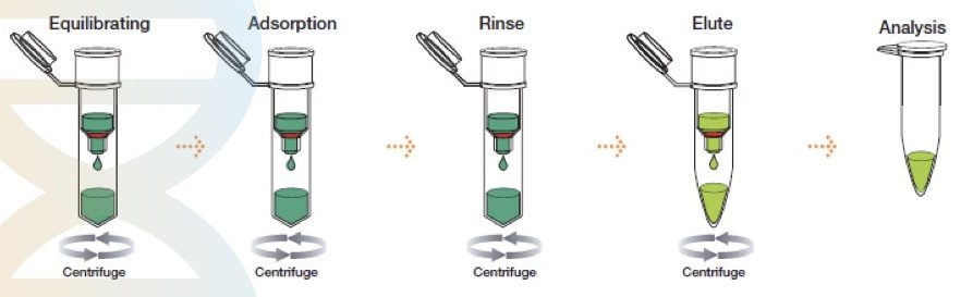 Spin-column DNA extraction. 