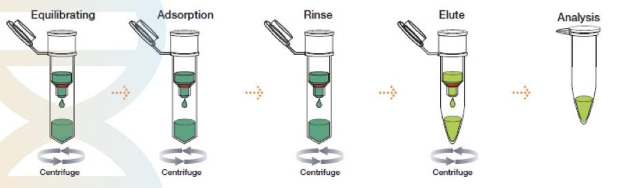 Spin-column DNA purification.