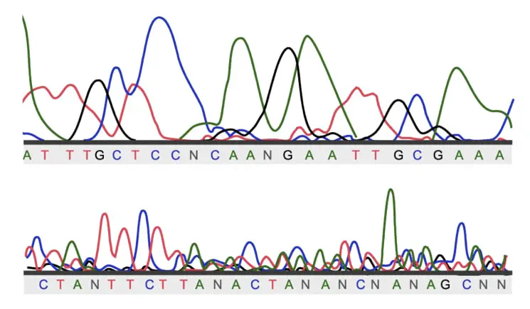 Results of DNA sequencing. 