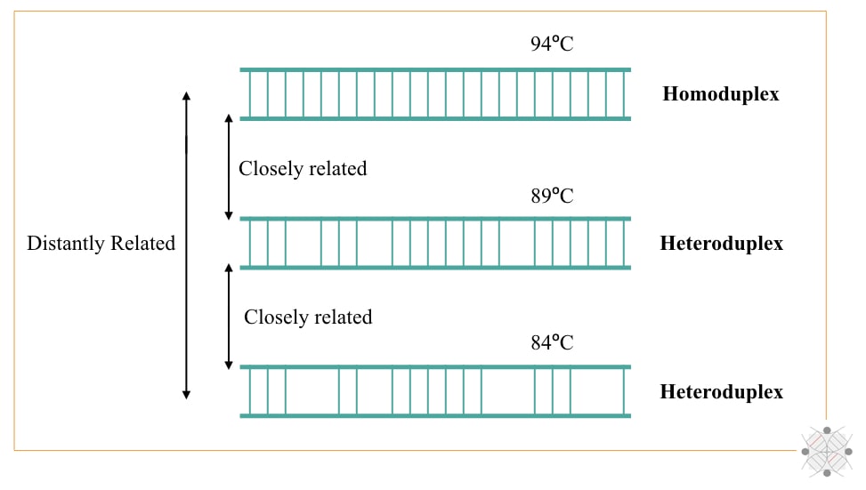 The illustration of homoduplex, heteroduplex and the process of phylogeny.