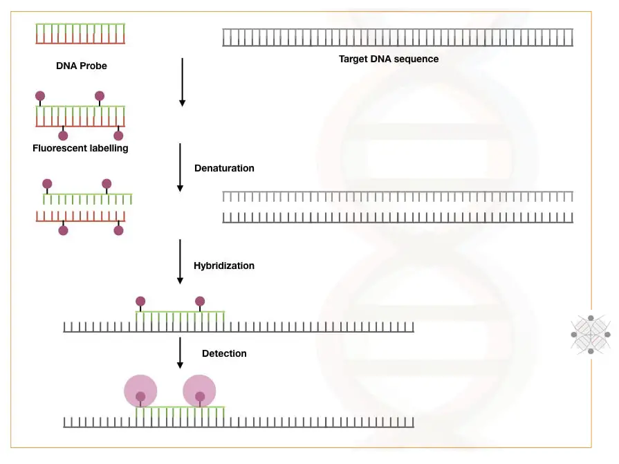 An illustration of the process of DNA hybridization.