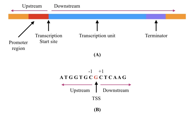 Image of gene with transcription start site.