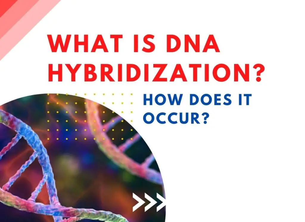 What is DNA hybridization and how does it occur?