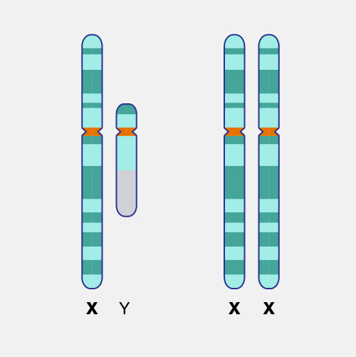 Image of XX and XY chromosome 