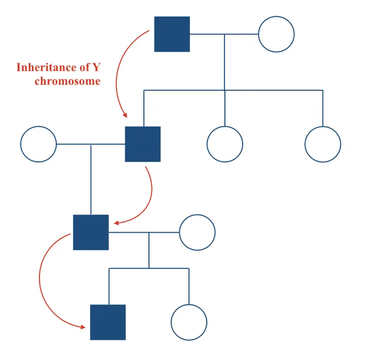 The pedigree of Y chromosome.