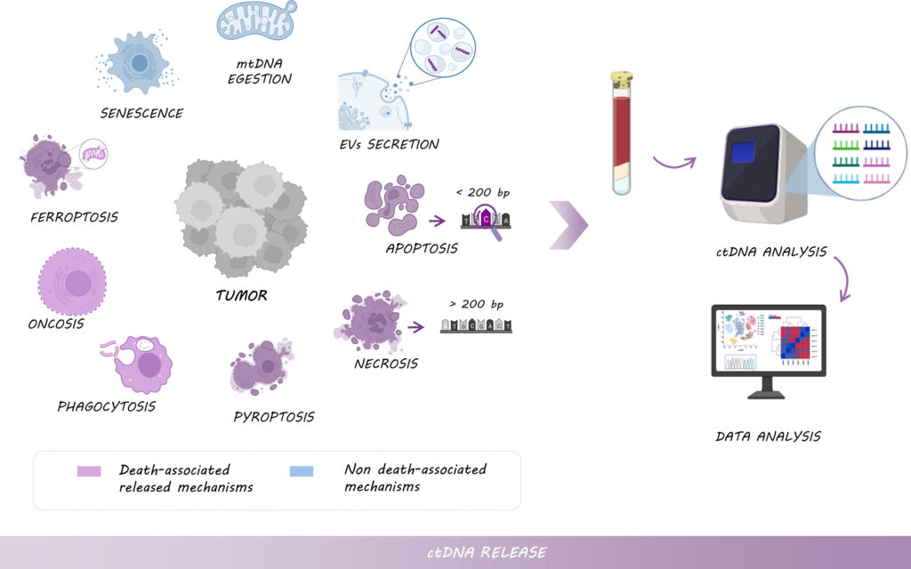 ctDNA illustration