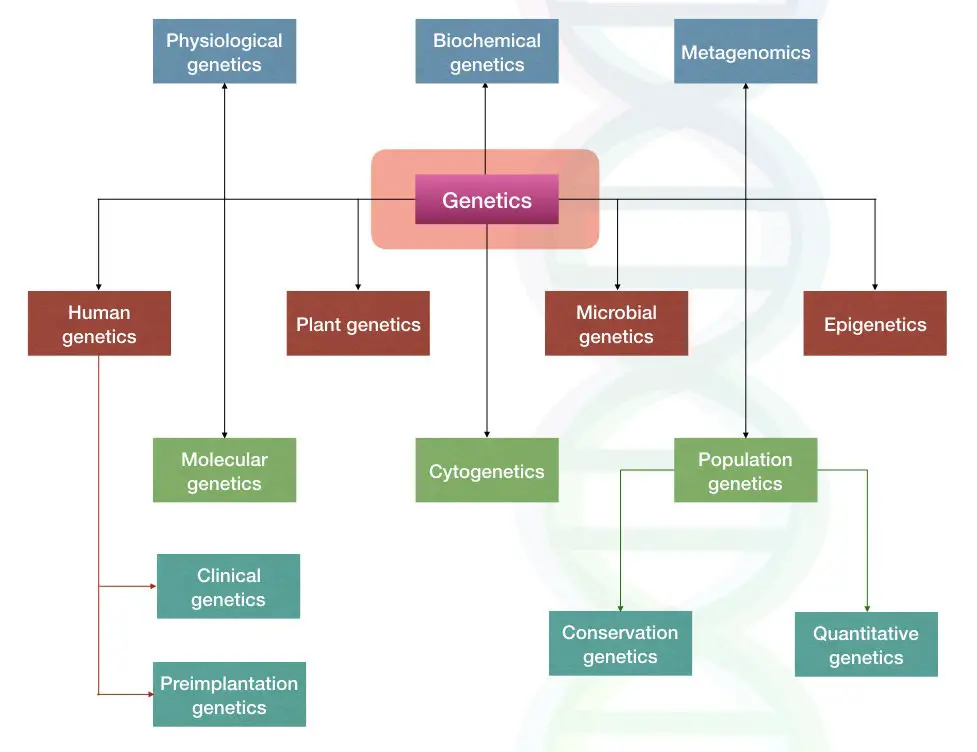 Figure of the list of various branches of genetics. 