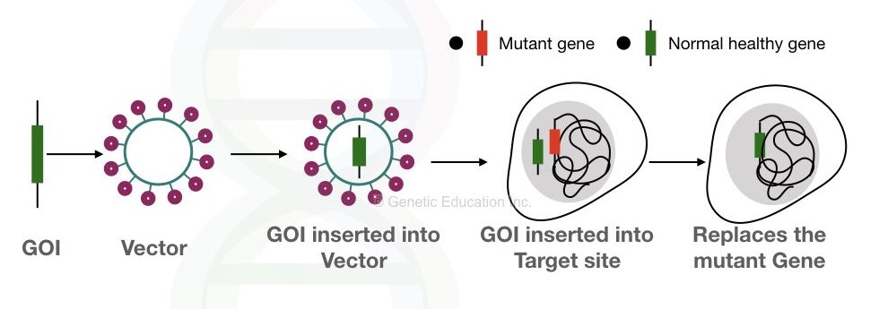 A common scheme of genetic engineering. 